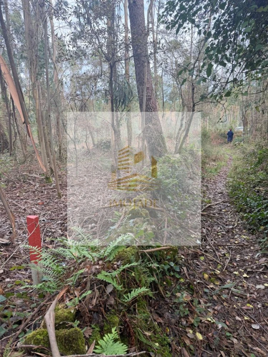Terreno para Venda em São Mamede Foto 10