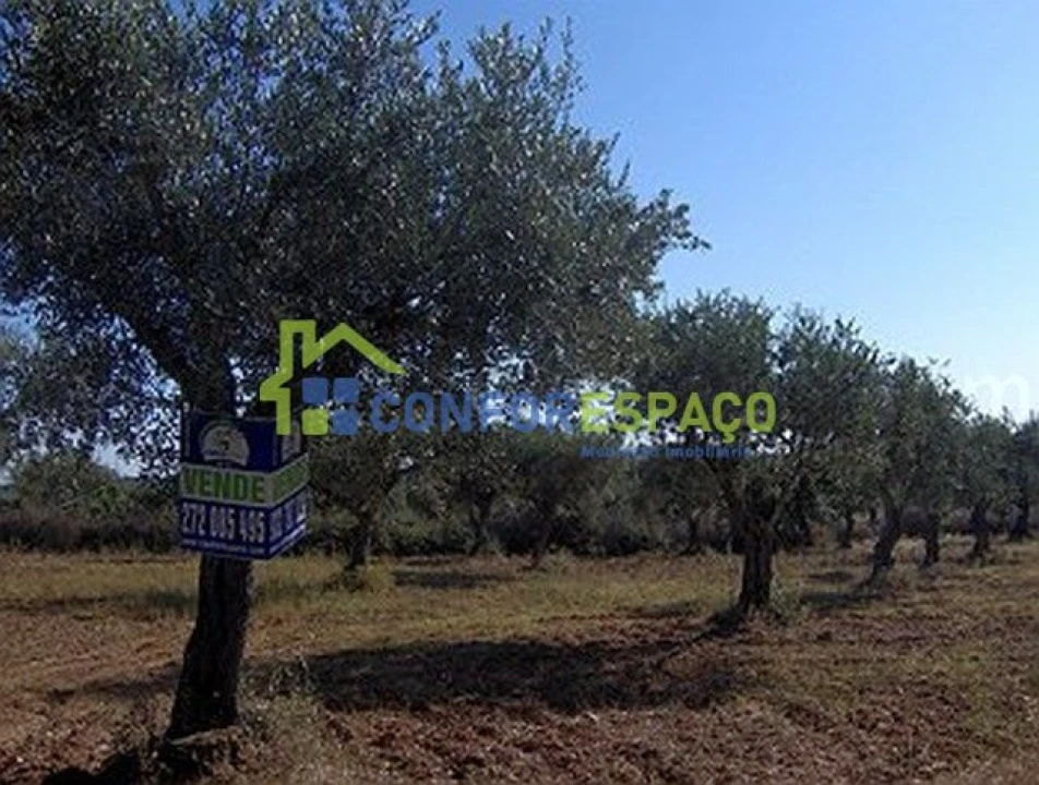 Terreno para Venda em Freixial e Juncal do Campo Foto 8