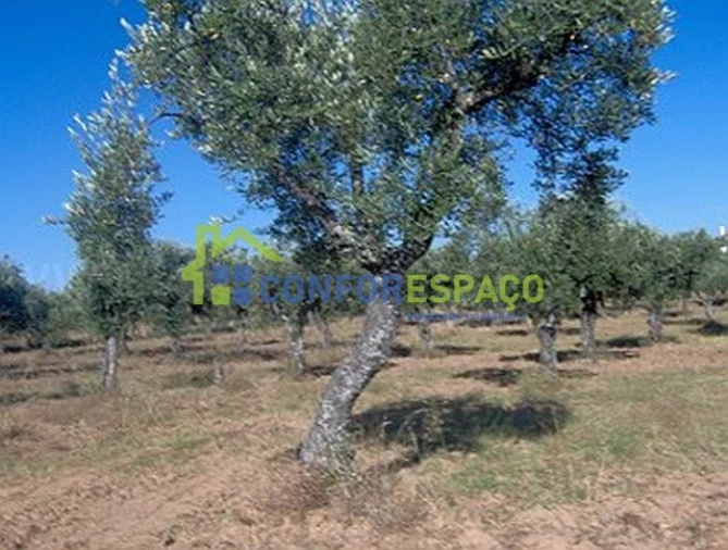 Terreno para Venda em Freixial e Juncal do Campo Foto 3