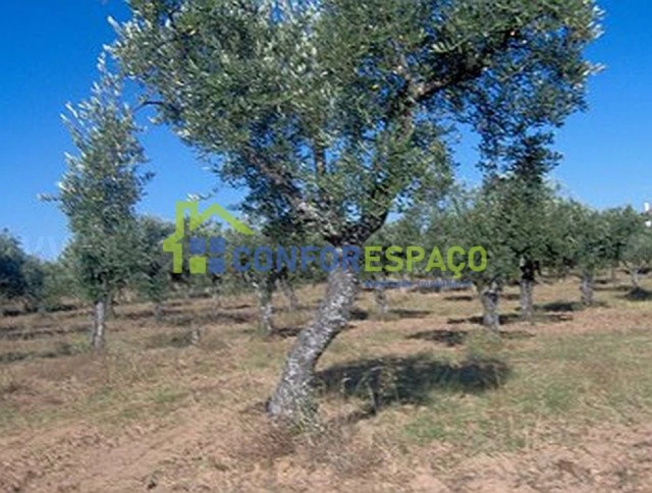 Terreno para Venda em Freixial e Juncal do Campo Foto 3