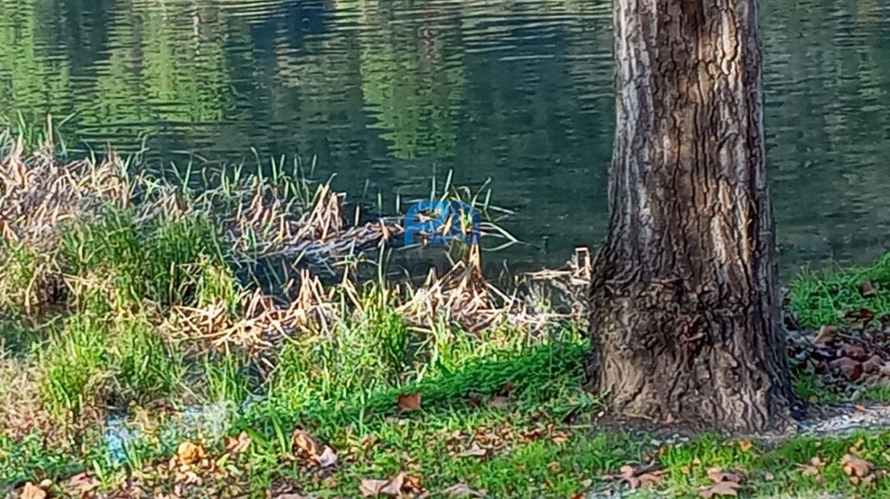 Moradia T2 para Venda em São Martinho de Mouros Foto 56