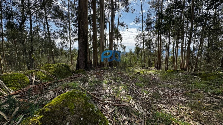 Terreno para Venda em Rebordosa Foto 18