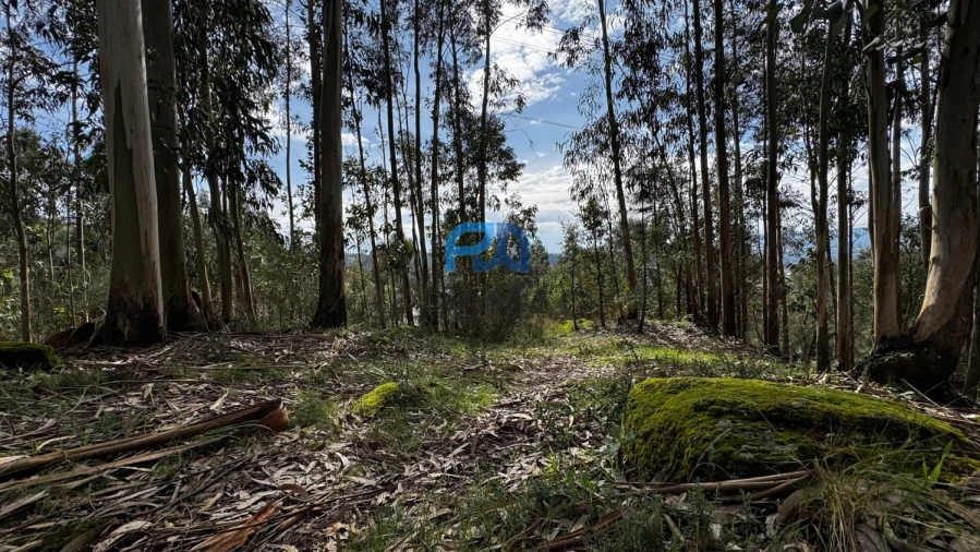 Terreno para Venda em Rebordosa Foto 19