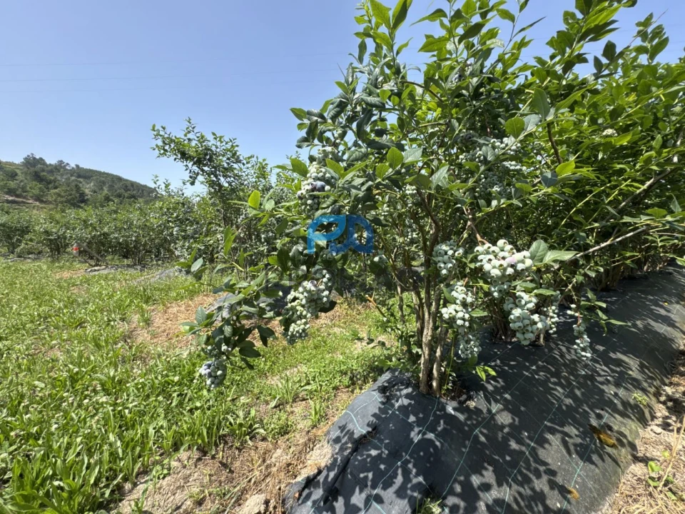 Terreno para Venda em Freixo de Cima e de Baixo Foto 10