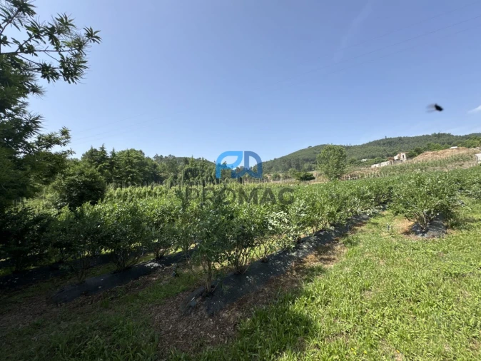 Terreno para Venda em Freixo de Cima e de Baixo