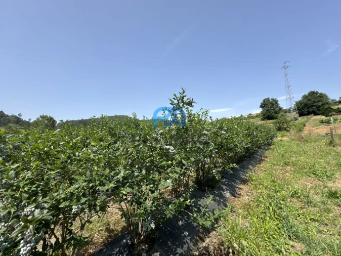 Terreno para Venda em Freixo de Cima e de Baixo Foto 11