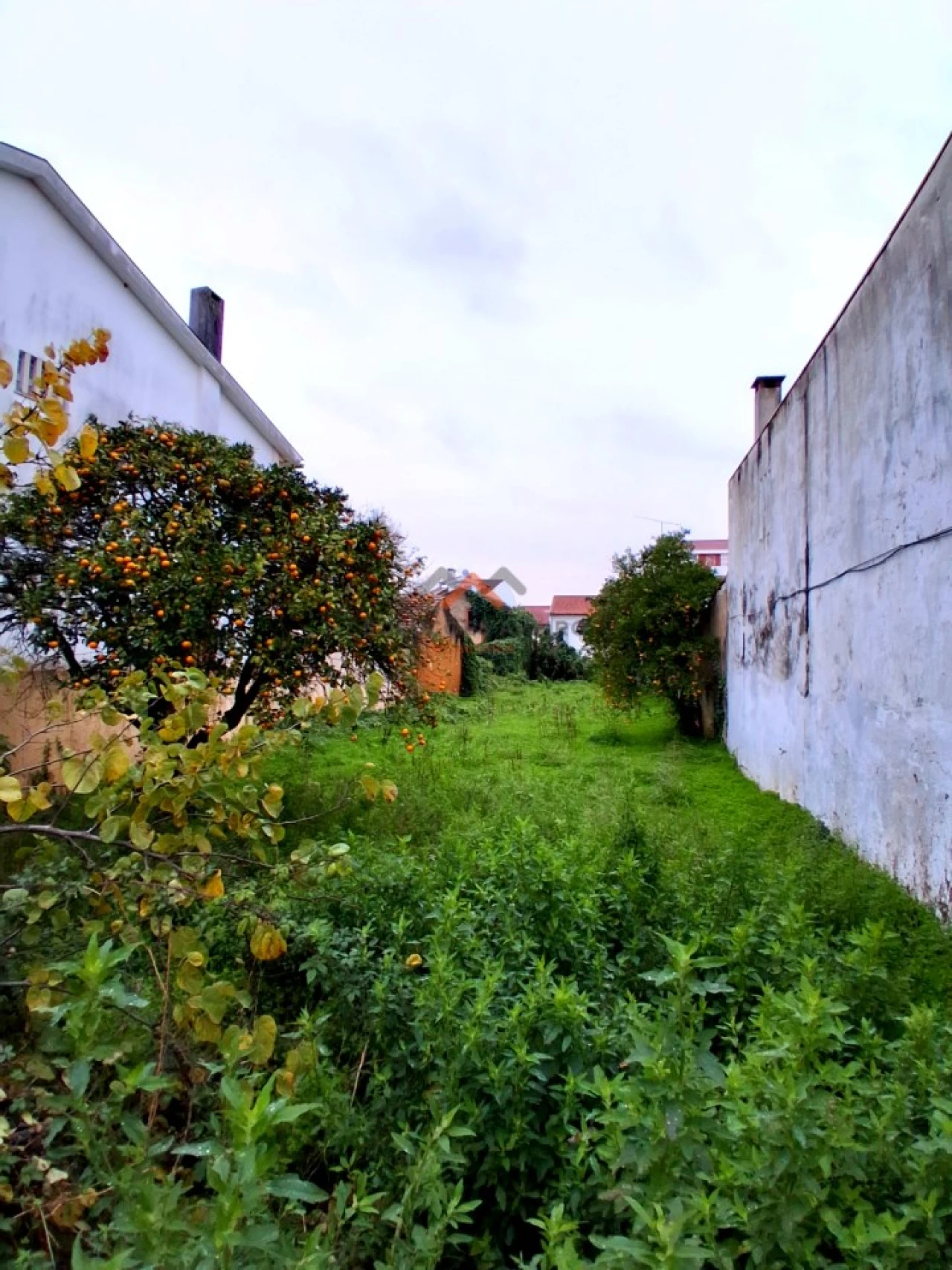 Terreno para Venda em Mealhada, Ventosa do Bairro e Antes Foto 5