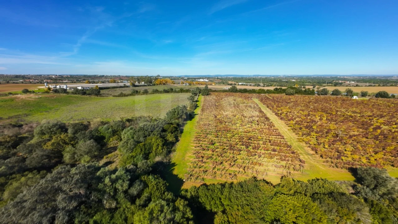 Terreno Agricola ou Rústico para Venda em Almoster Foto 4