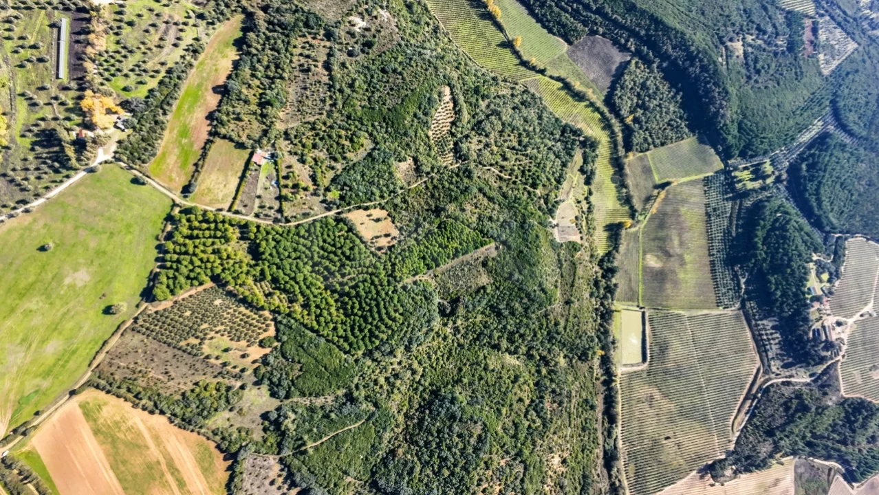 Terreno Agricola ou Rústico para Venda em Almoster Foto 9