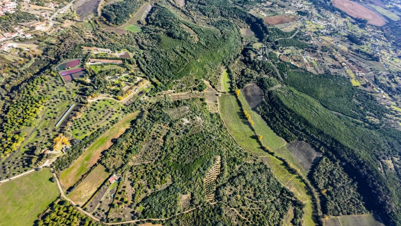 Terreno Agricola ou Rústico para Venda em Almoster Foto 10