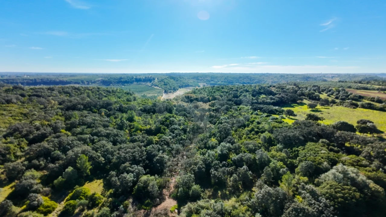 Terreno Agricola ou Rústico para Venda em Almoster Foto 16