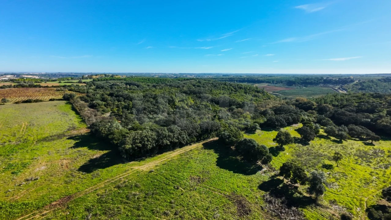 Terreno Agricola ou Rústico para Venda em Almoster Foto 3