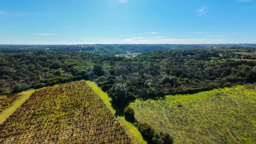 Terreno Agricola ou Rústico para Venda em Almoster