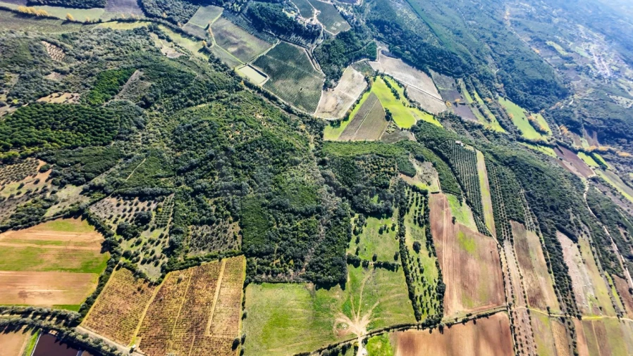 Terreno Agricola ou Rústico para Venda em Almoster Foto 8