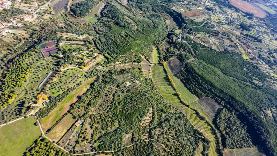 Terreno Agricola ou Rústico para Venda em Almoster Foto 10