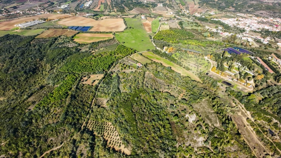 Terreno Agricola ou Rústico para Venda em Almoster Foto 11