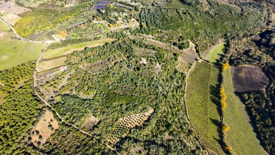 Terreno Agricola ou Rústico para Venda em Almoster Foto 12