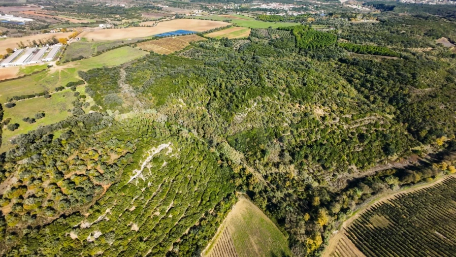 Terreno Agricola ou Rústico para Venda em Almoster Foto 15