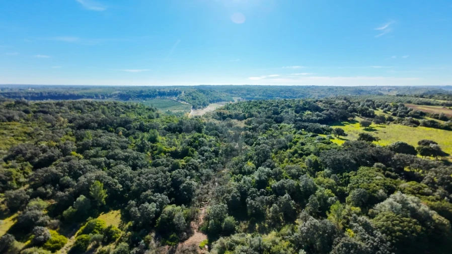 Terreno Agricola ou Rústico para Venda em Almoster Foto 16