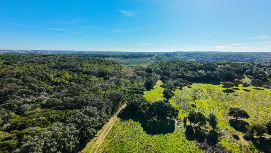 Terreno Agricola ou Rústico para Venda em Almoster Foto 18