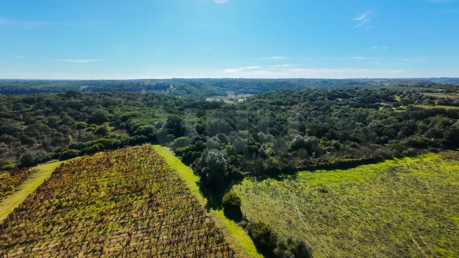 Terreno Agricola ou Rústico para Venda em Almoster