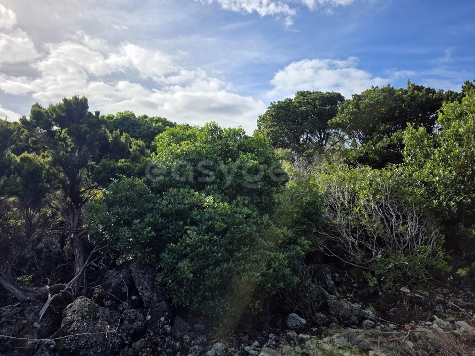 Terreno para Venda em Madalena Foto 8