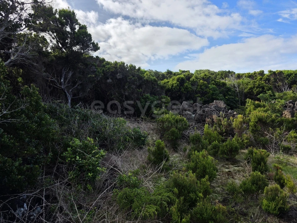 Terreno para Venda em Madalena Foto 10