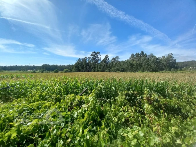 Terreno para Venda em Perelhal Foto 18