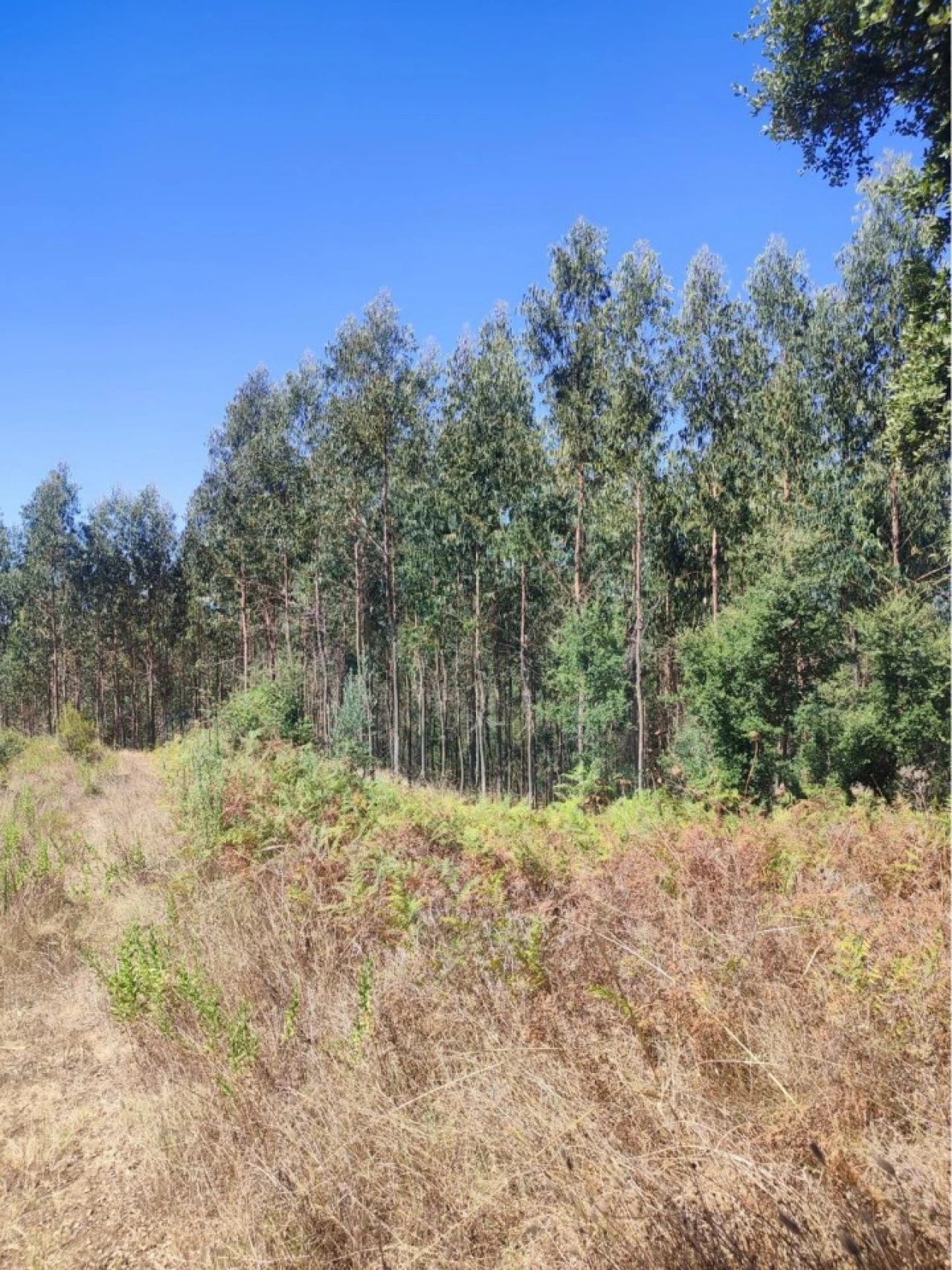 Terreno para Venda em Aldeia do Mato e Souto Foto 6