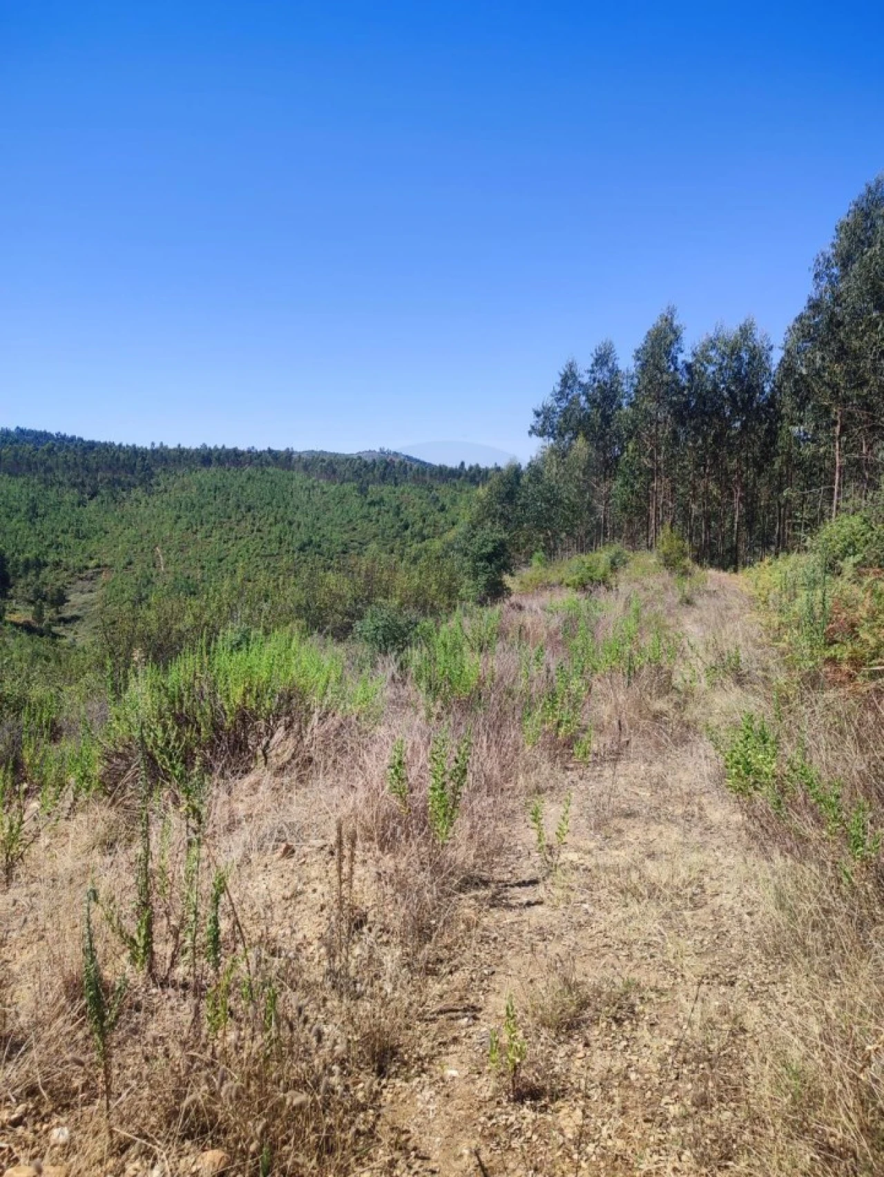 Terreno para Venda em Aldeia do Mato e Souto Foto 8