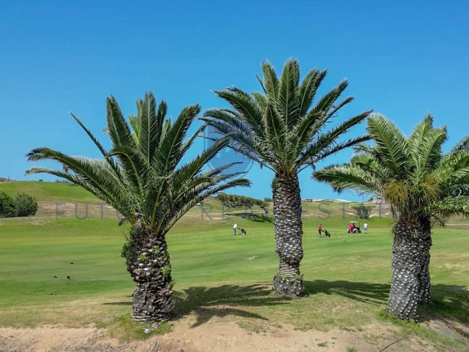 Terreno para Venda em Porto Santo Foto 26