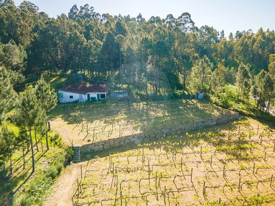 Terreno para Venda em São Cristovão de Nogueira Foto 12