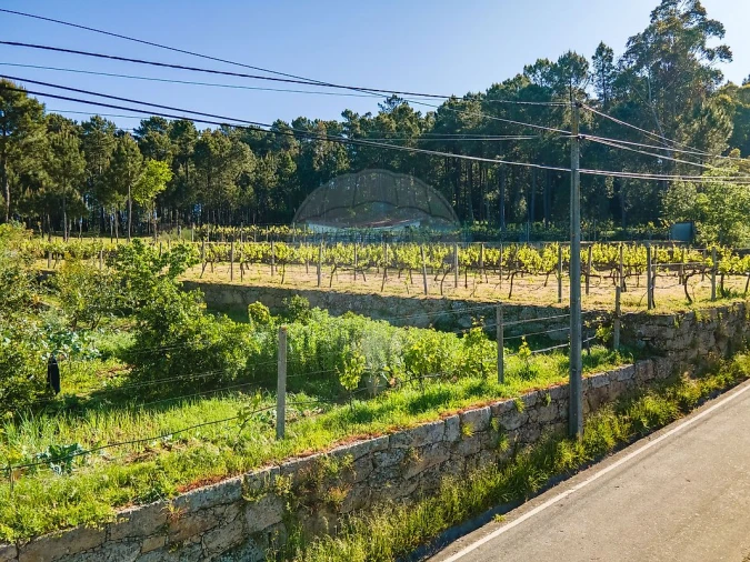 Terreno para Venda em São Cristovão de Nogueira Foto 2