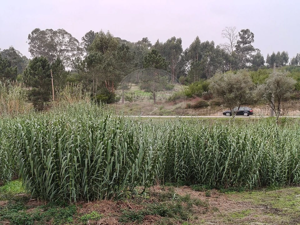 Terreno para Venda em Vale da Pedra Foto 5