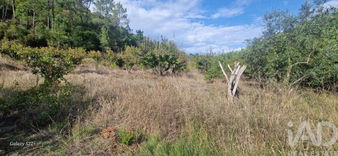 Terreno para Venda em Azueira e Sobral da Abelheira Foto 6