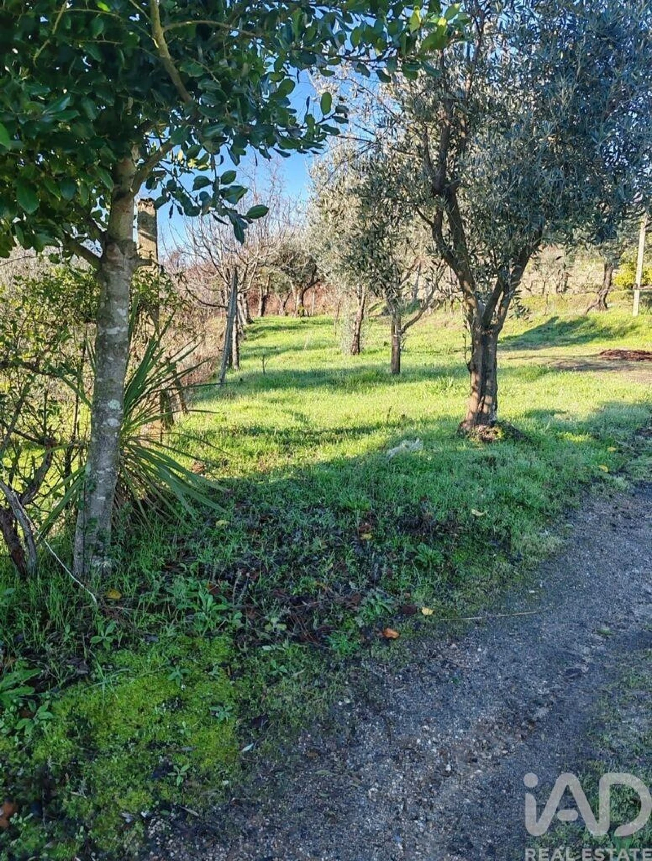 Terreno para Venda em Oliveira do Hospital e São Paio de Gramaços Foto 6