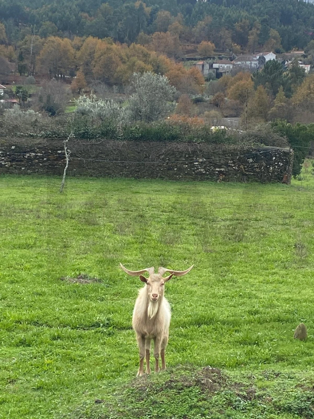 Moradia T2 para Venda em Castanheira de Pêra e Coentral Foto 8