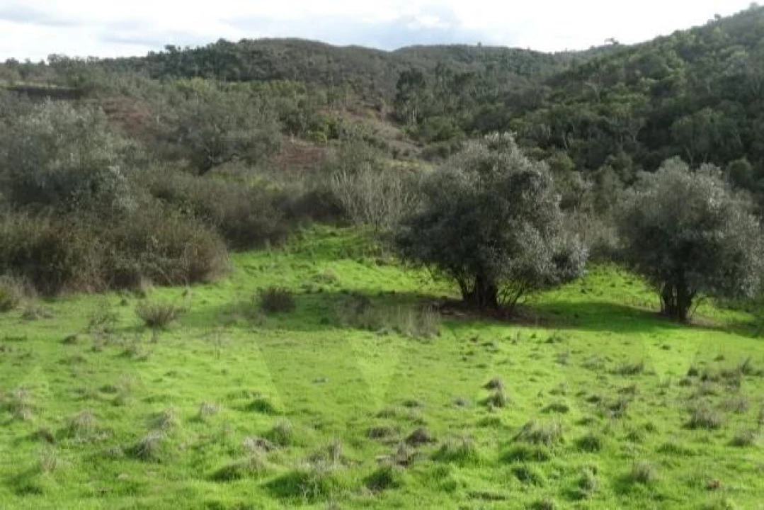 Terreno para Venda em Santana da Serra Foto 17