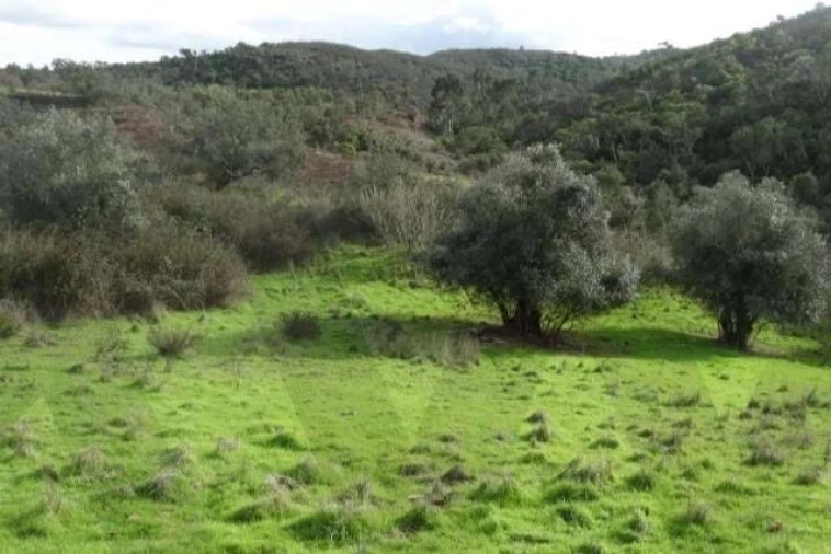 Terreno para Venda em Santana da Serra Foto 17