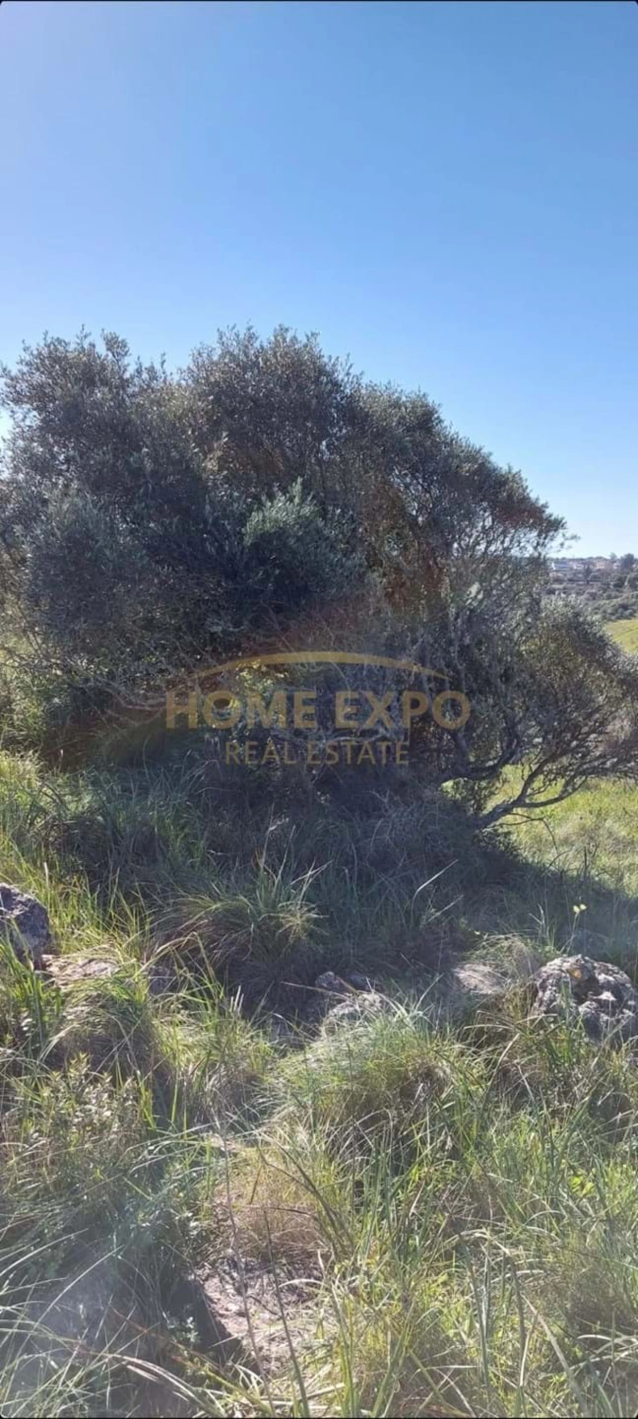 Terreno Agricola ou Rústico para Venda em Agualva e Mira-Sintra Foto 14