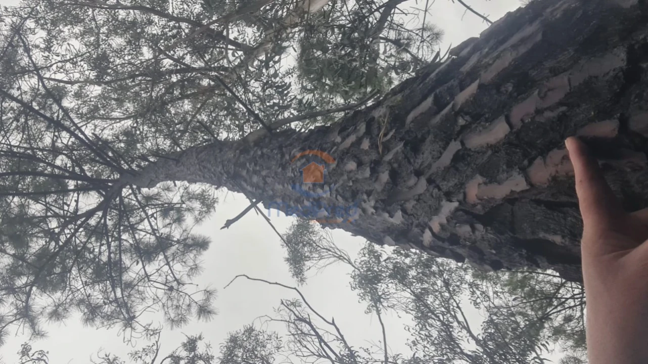Terreno Agricola ou Rústico para Venda em Silveira Foto 2