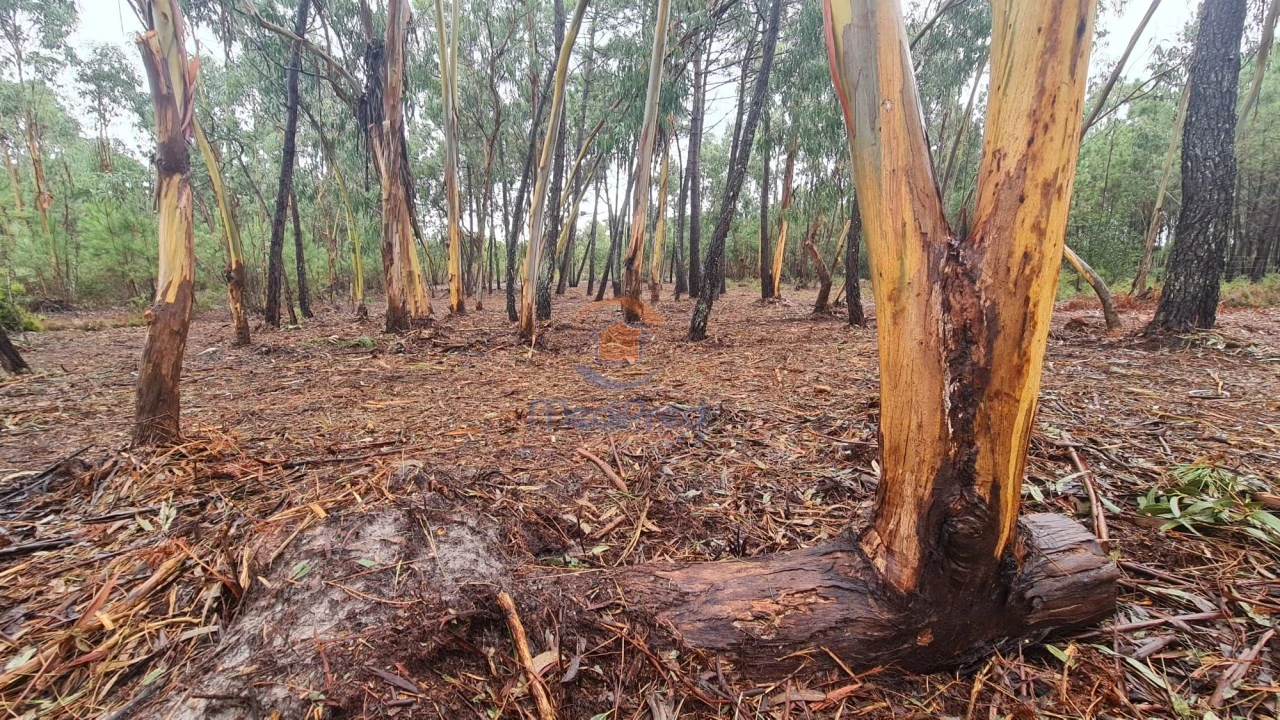 Terreno Agricola ou Rústico para Venda em Silveira Foto 3