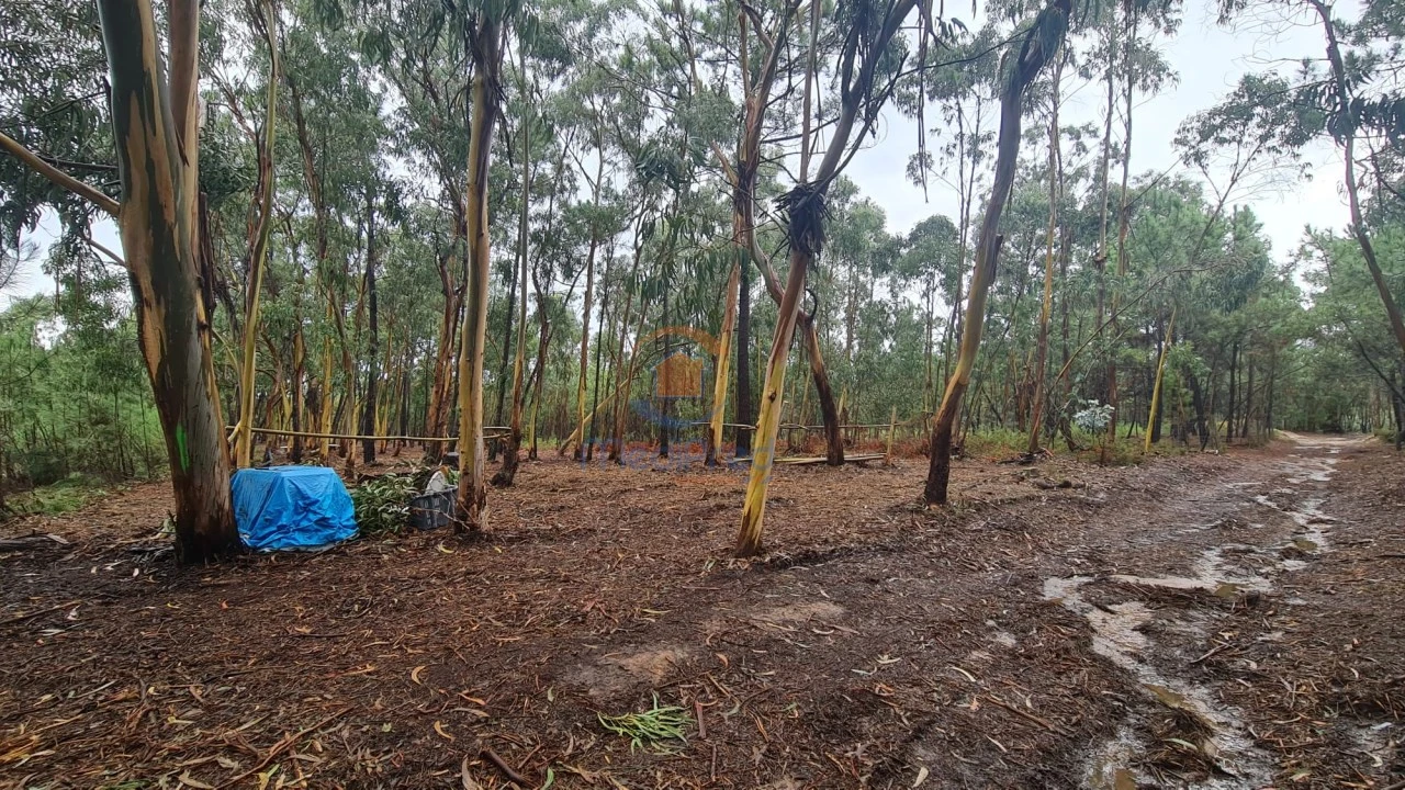 Terreno Agricola ou Rústico para Venda em Silveira Foto 4
