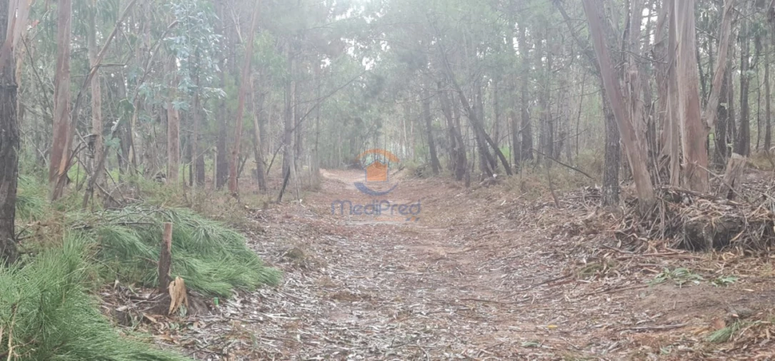 Terreno Agricola ou Rústico para Venda em Silveira Foto 6