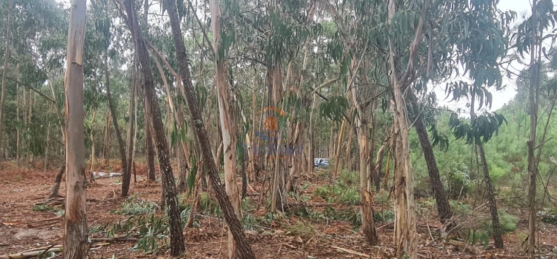 Terreno Agricola ou Rústico para Venda em Silveira Foto 7