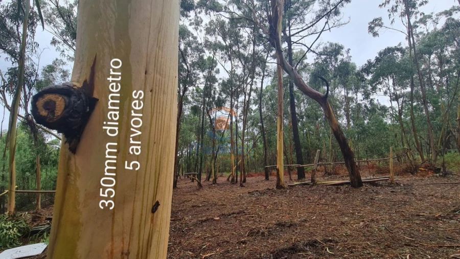 Terreno Agricola ou Rústico para Venda em Silveira Foto 5