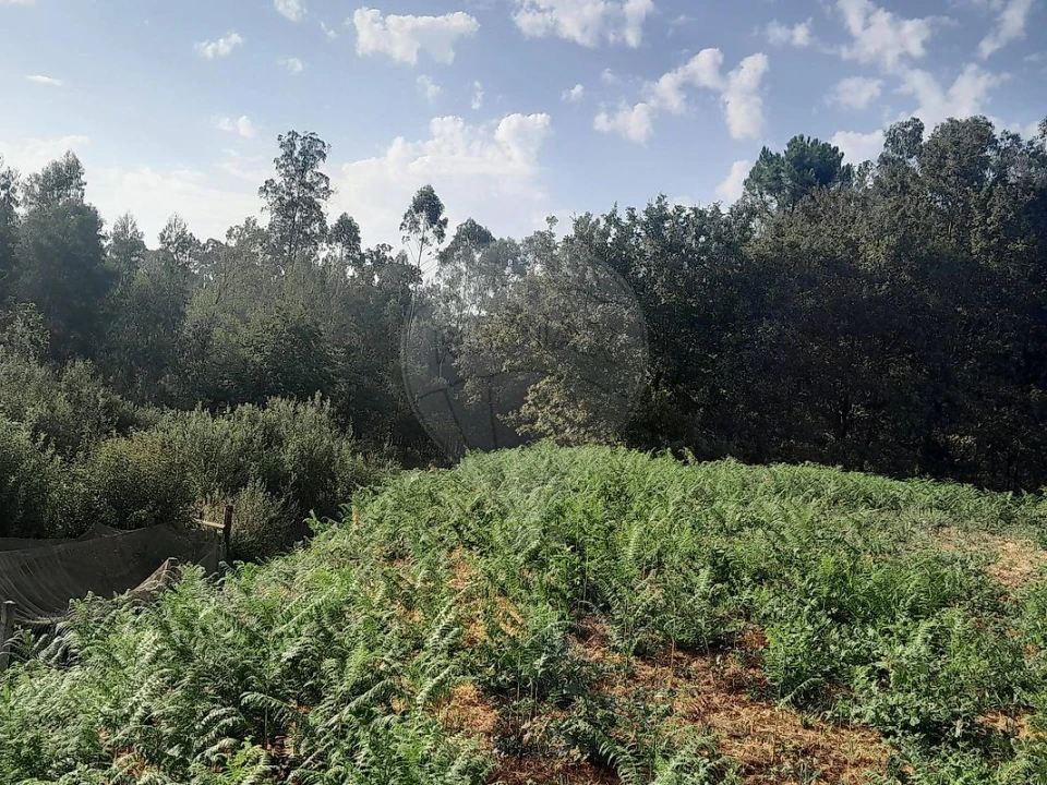 Terreno para Venda em Argoncilhe Foto 2