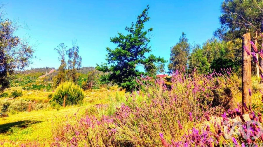 Quinta T5 para Venda em Ferreiros do Dão Foto 7