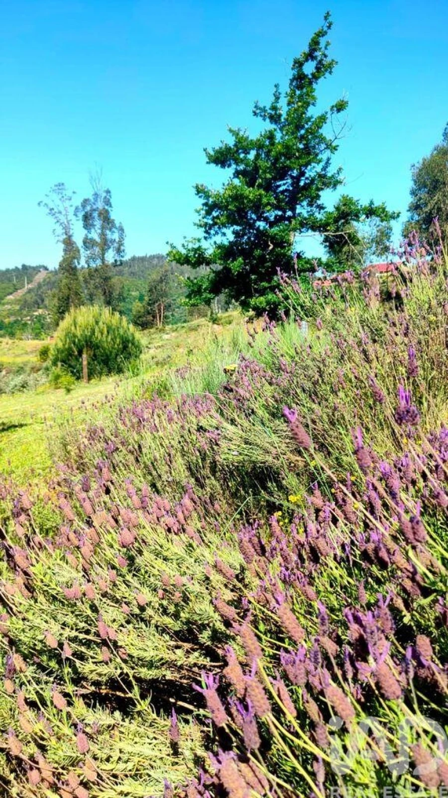 Quinta T5 para Venda em Ferreiros do Dão Foto 6