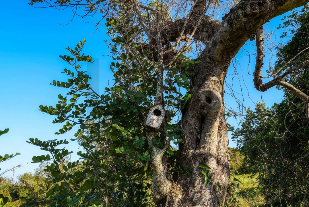 Terreno para Venda em Santa Barbara de Nexe Foto 7